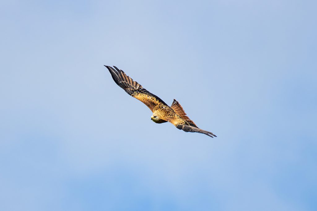 Red Kite 57